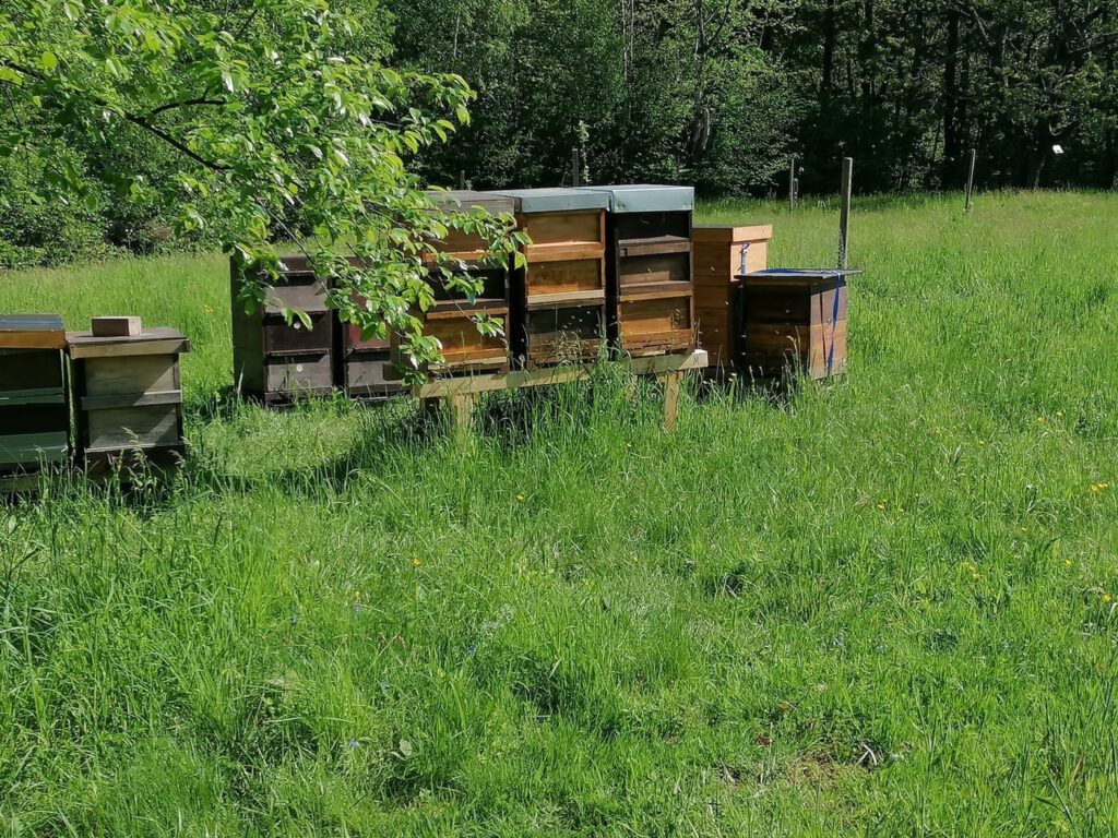 Bienenpatenschaft - Imkerei Staskiewitz